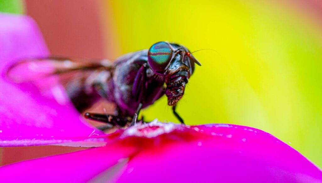 a bee on a flower