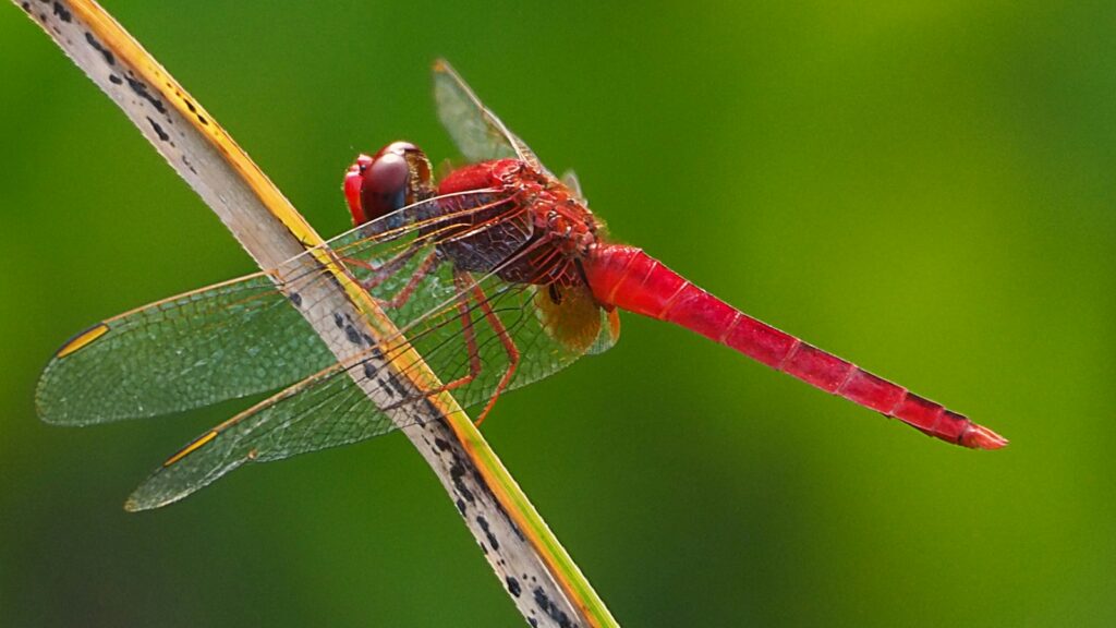 Red dragonfly resting on a blade of grass