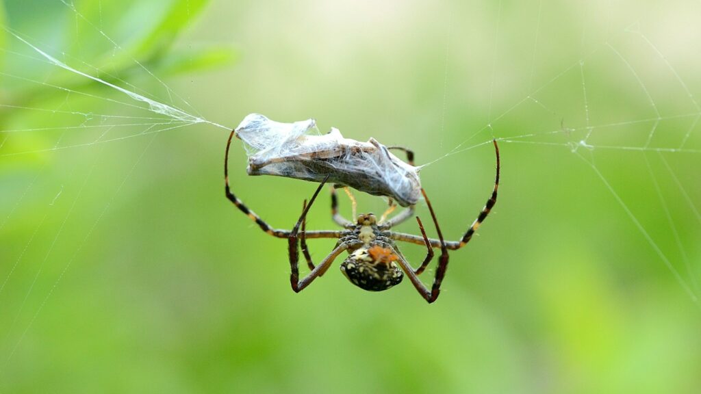 Spider wrapping prey in silk on a web.