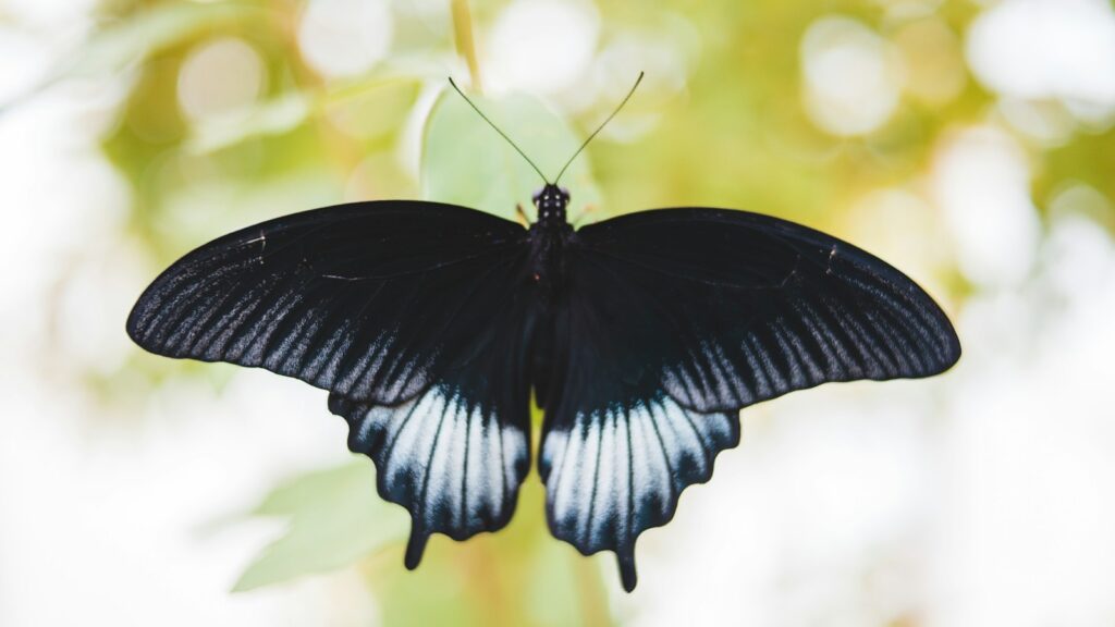 Black and blue swallowtail butterfly with wings spread open