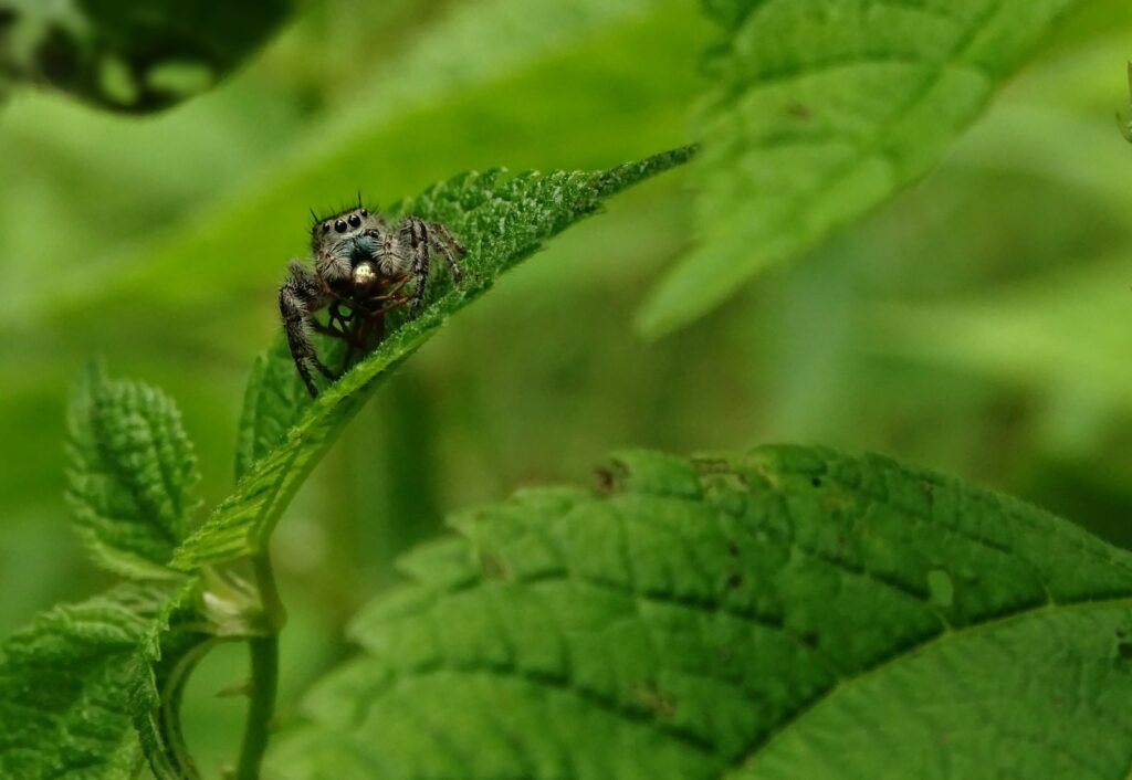 micro photo of brown spider on leaf