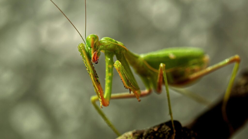 Close-up of a green praying mantis perched on a branch with blurred natural background.