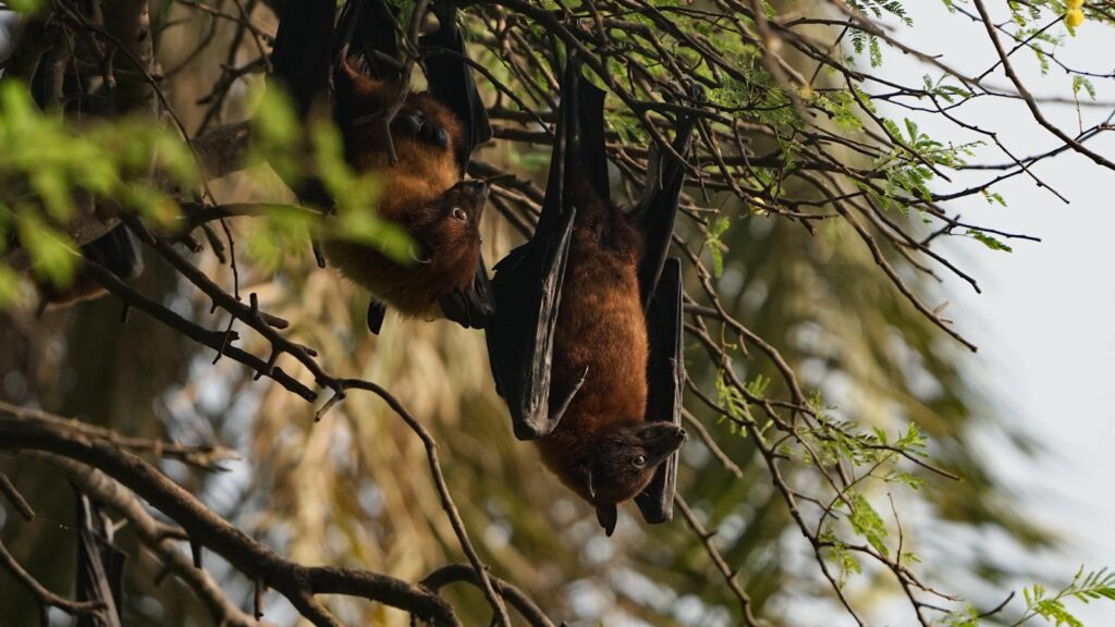 Bats hanging upside down from tree branches in a forested area.