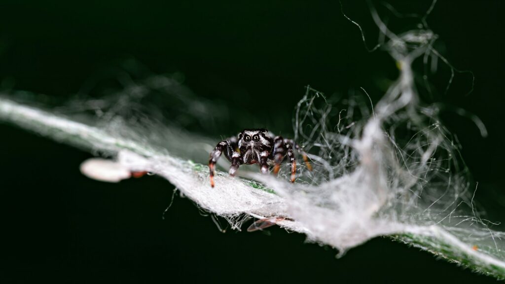 Jumping spider on a web strand