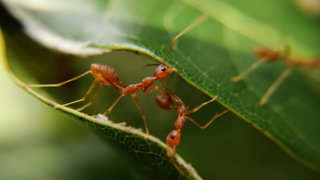 Two red ants interacting on green leaves.