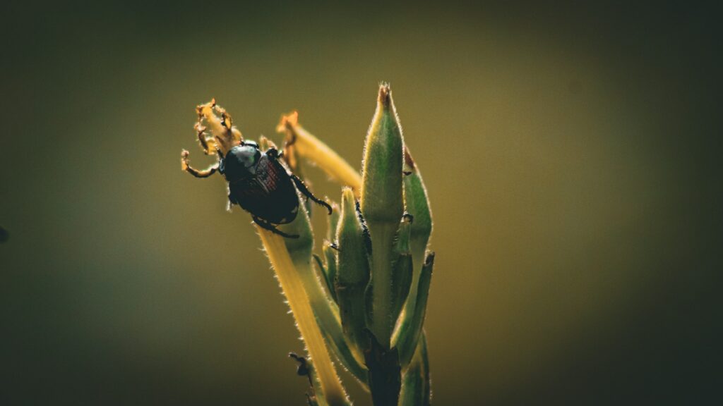 Black beetle perched on a green plant bud.
