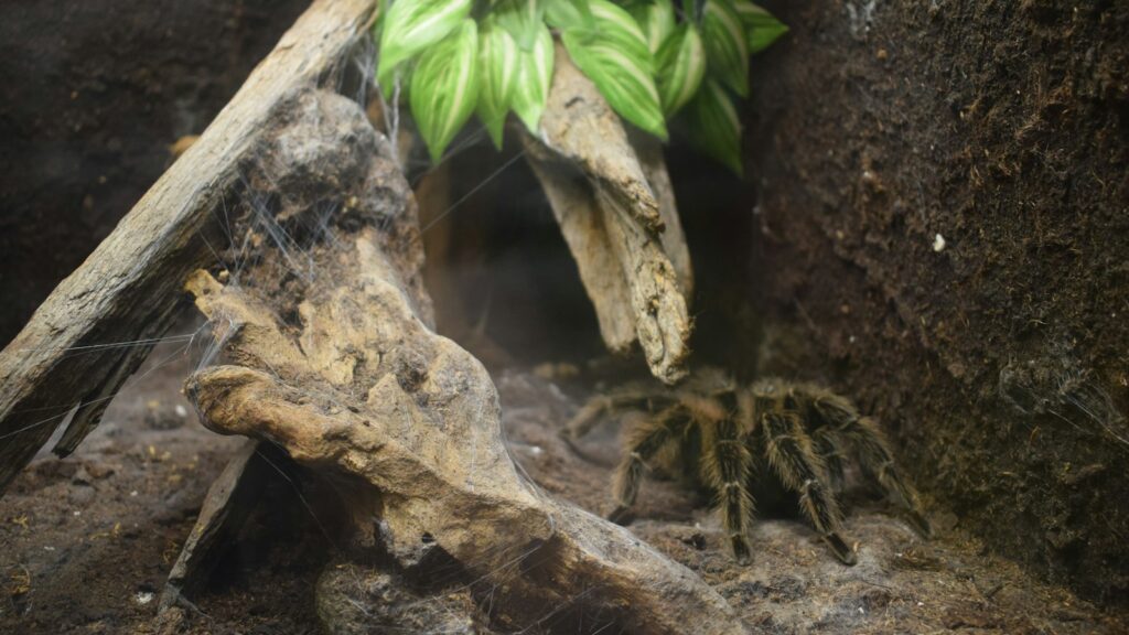 Tarantula hiding in a terrarium among driftwood and leaves