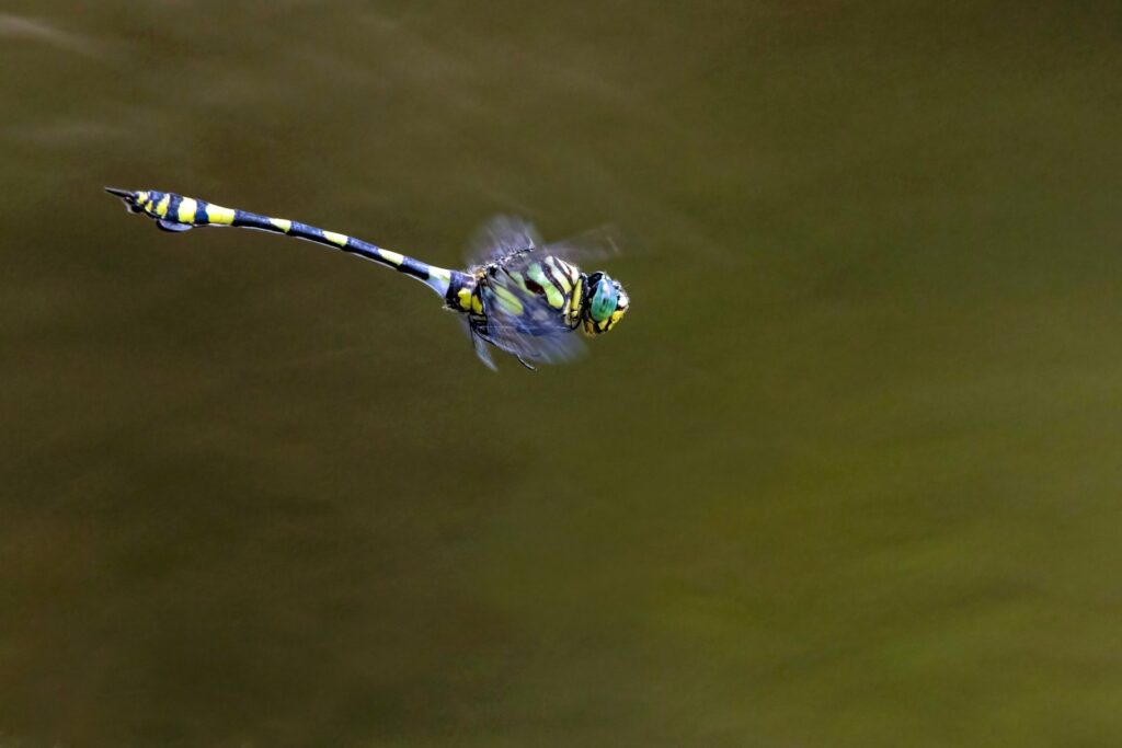 A blue and yellow dragonfly flying over a body of water