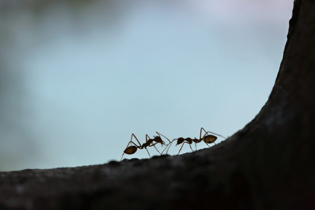 two red ant