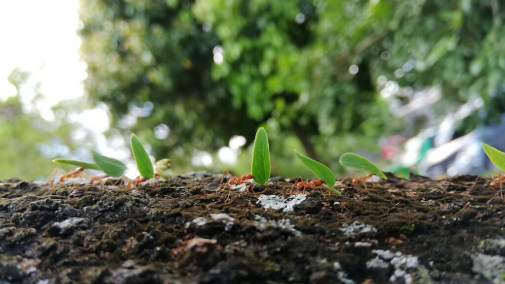 Leafcutter Ants in Action
