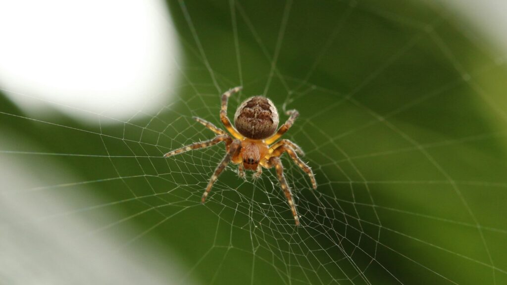 Brown orb-weaver spider on its web.