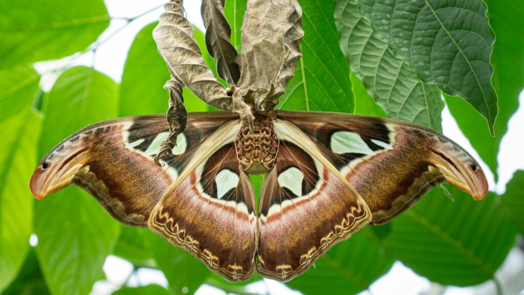 Atlas moth resting on dried leaves among green foliage.