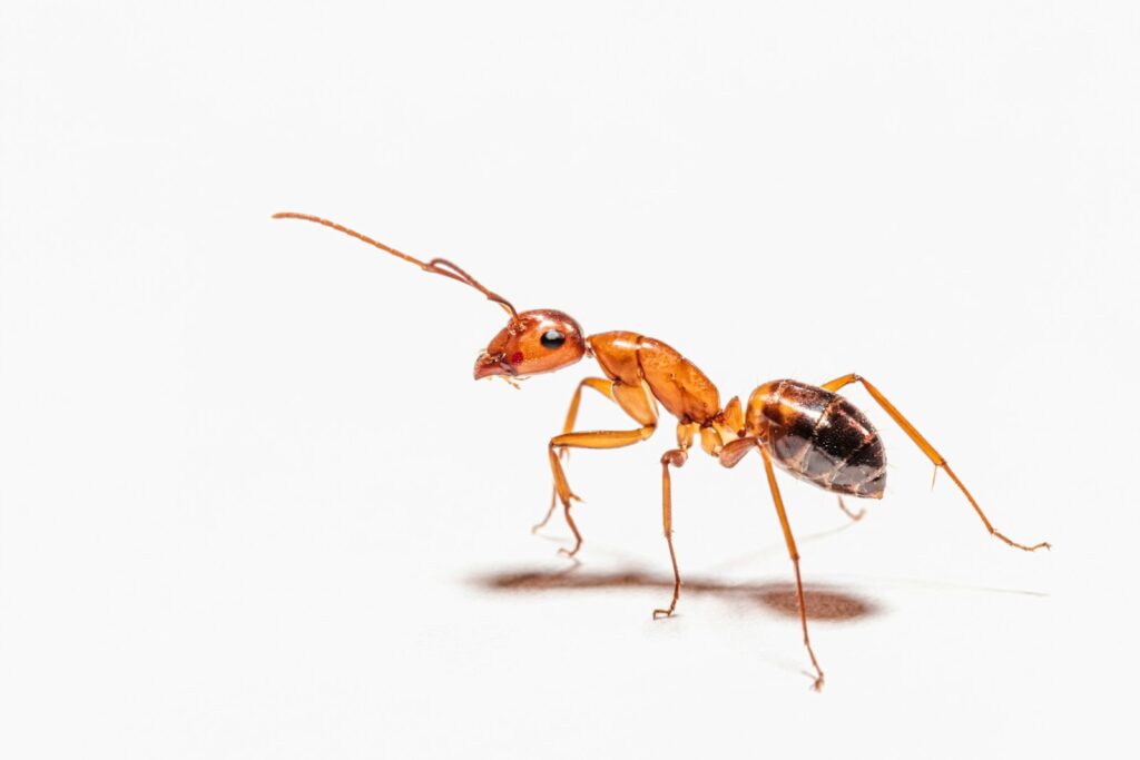 red ant on white surface