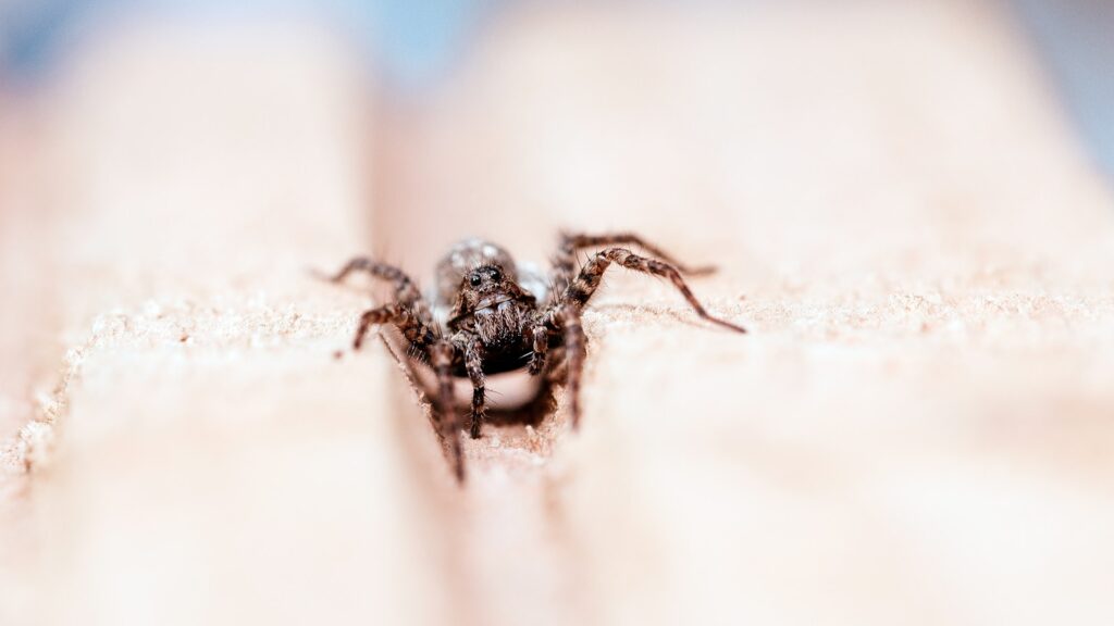Close-up of a brown jumping spider on a pale textured surface.
