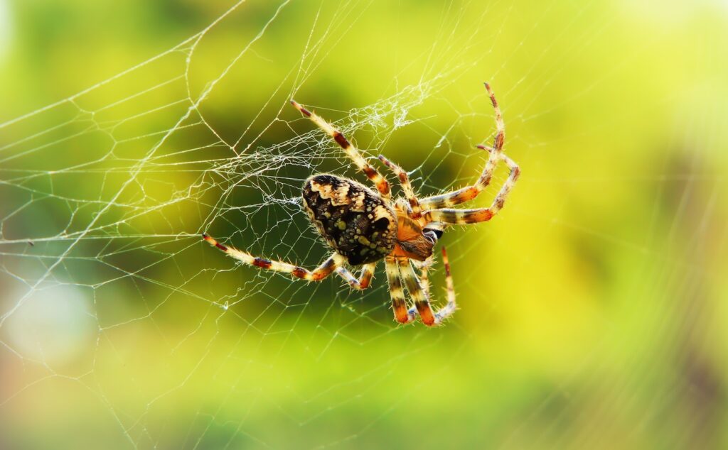black and brown spider