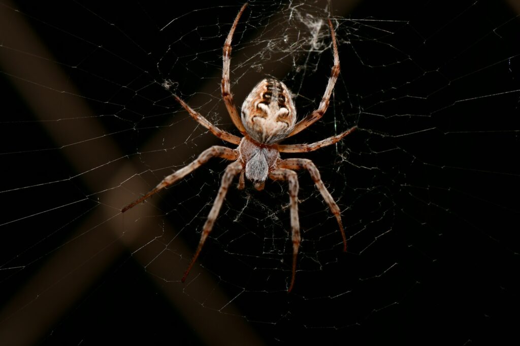 brown spider on web in close up photography