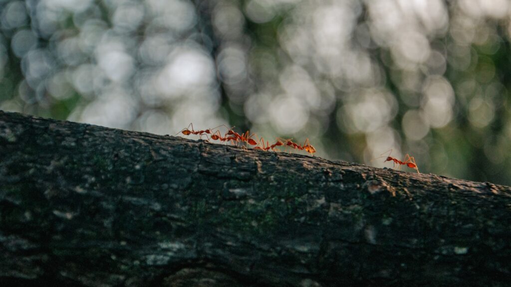 a group of red ants crawling on a tree branch
