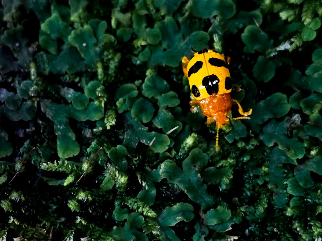 A yellow and black object is in the middle of some green plants