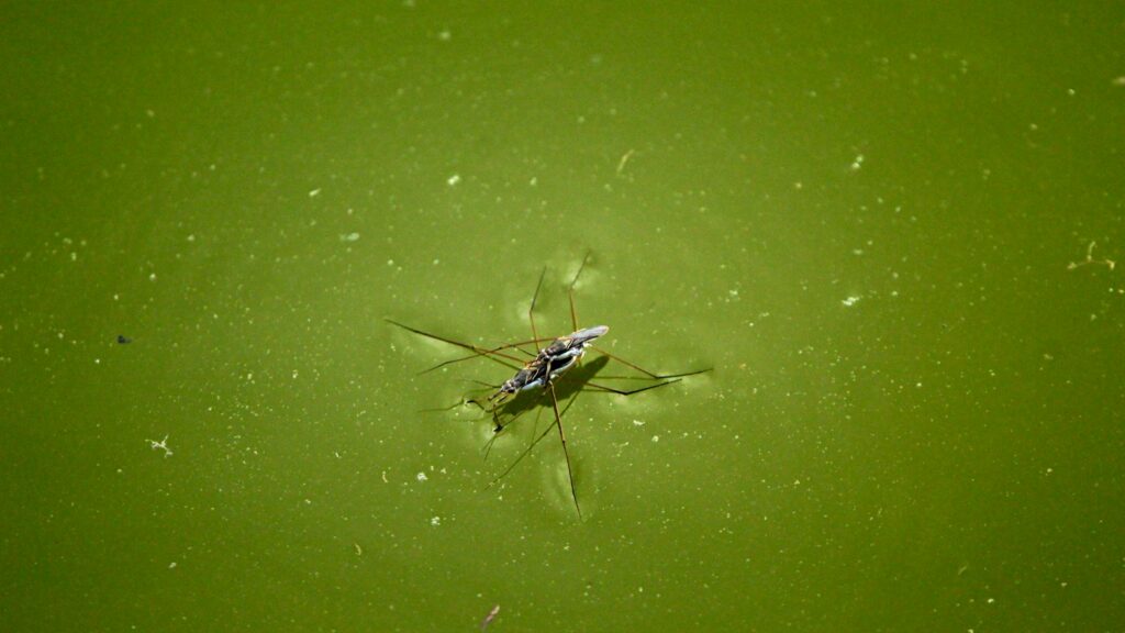 Water strider on green water