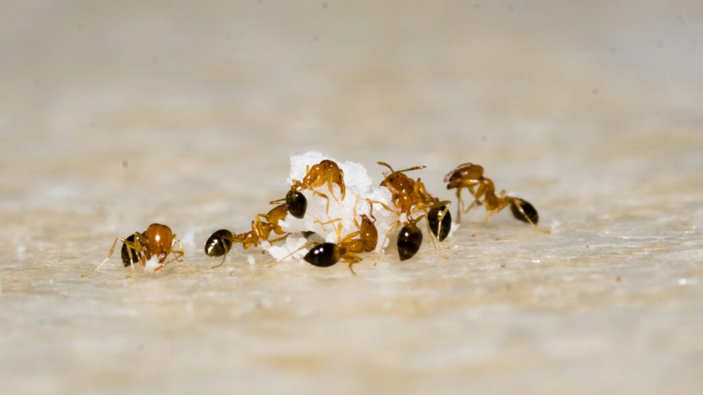 Group of ants feeding on a small white crumb