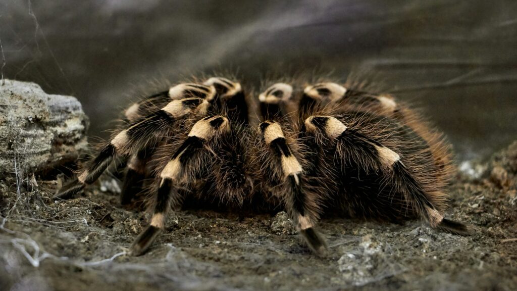Striped Tarantula on Soil