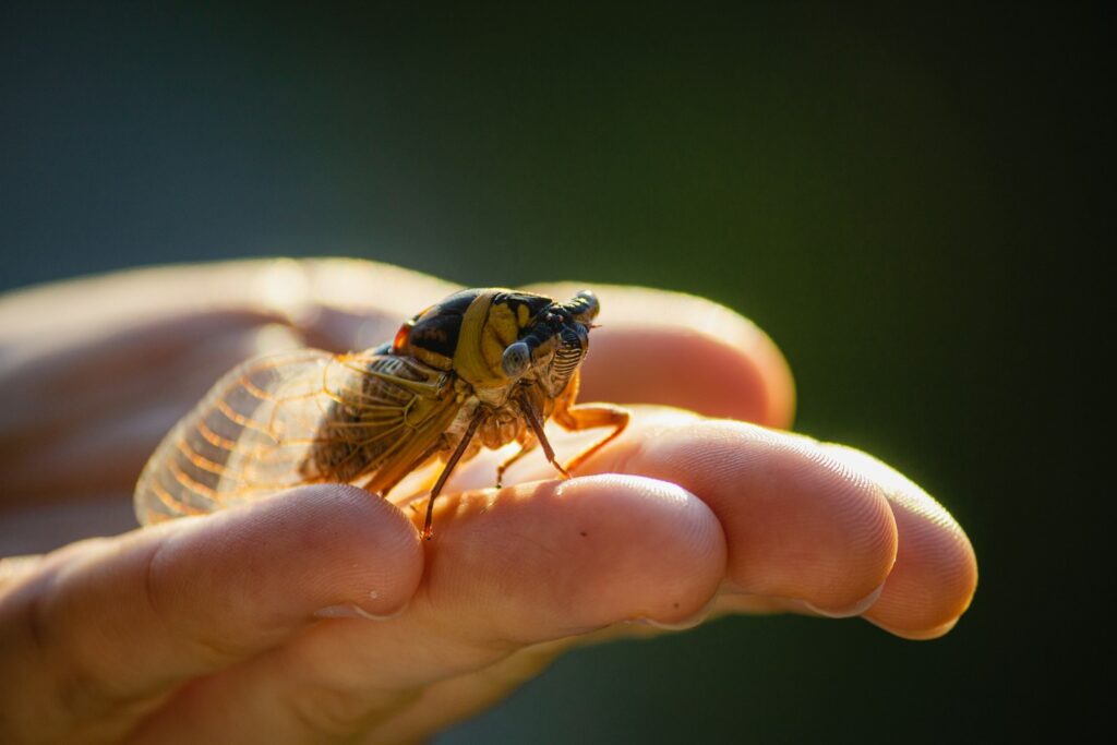 green and black insect on persons hand