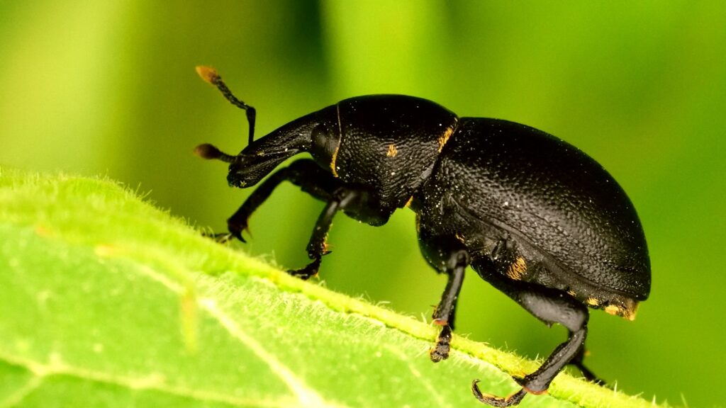 Black weevil perched on a fuzzy green leaf