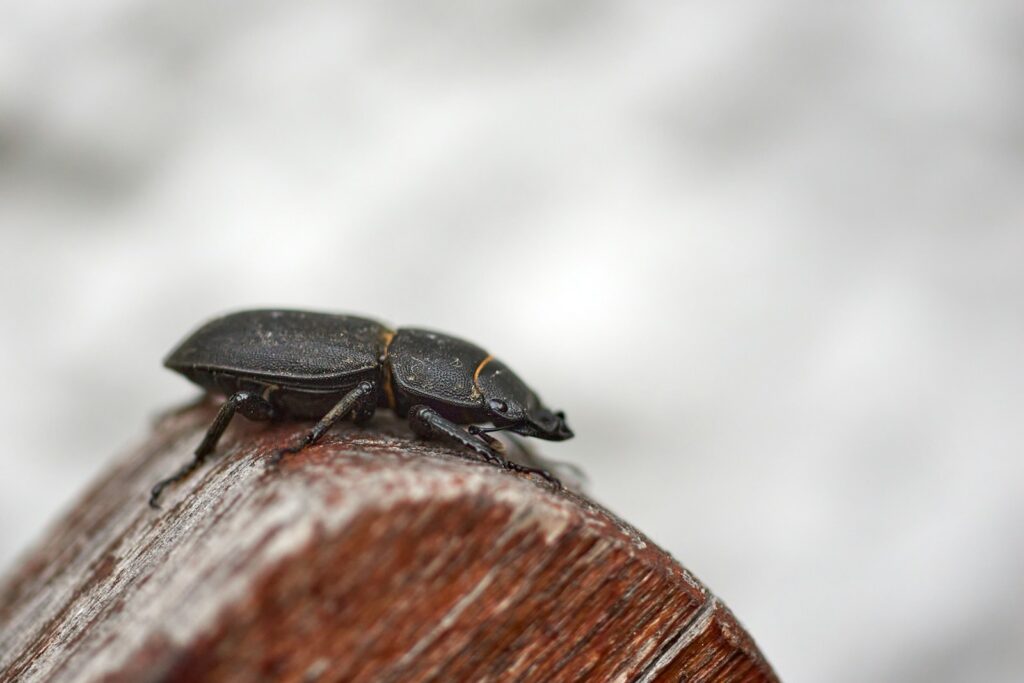 a black bug sitting on top of a wooden pole