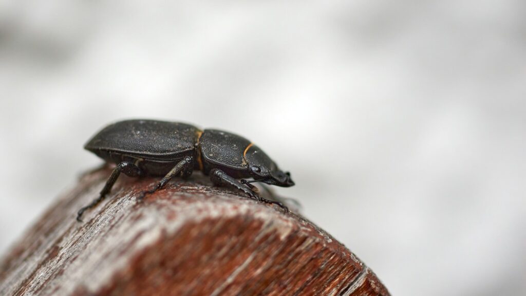Black beetle on wet wood