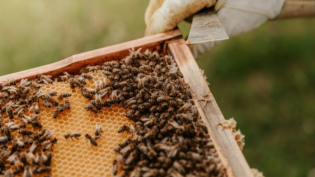 Honeybees working on a honeycomb frame held by a beekeeper