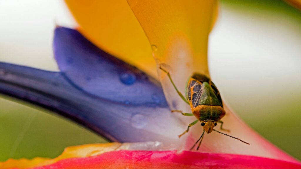 Bug on bird of paradise flower