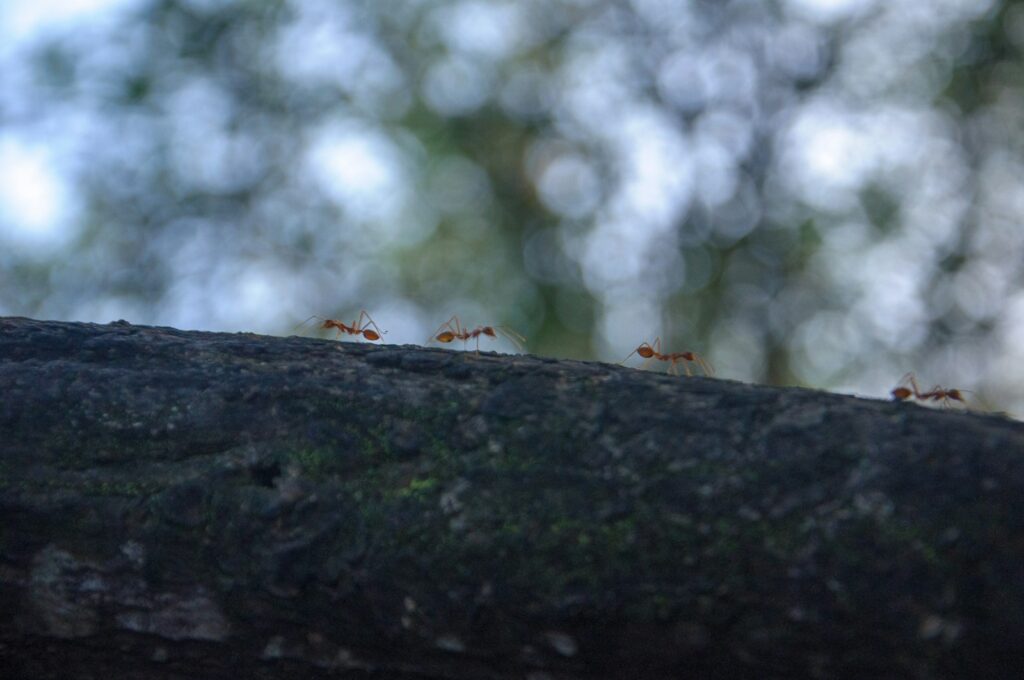 a group of ants standing on top of a tree branch