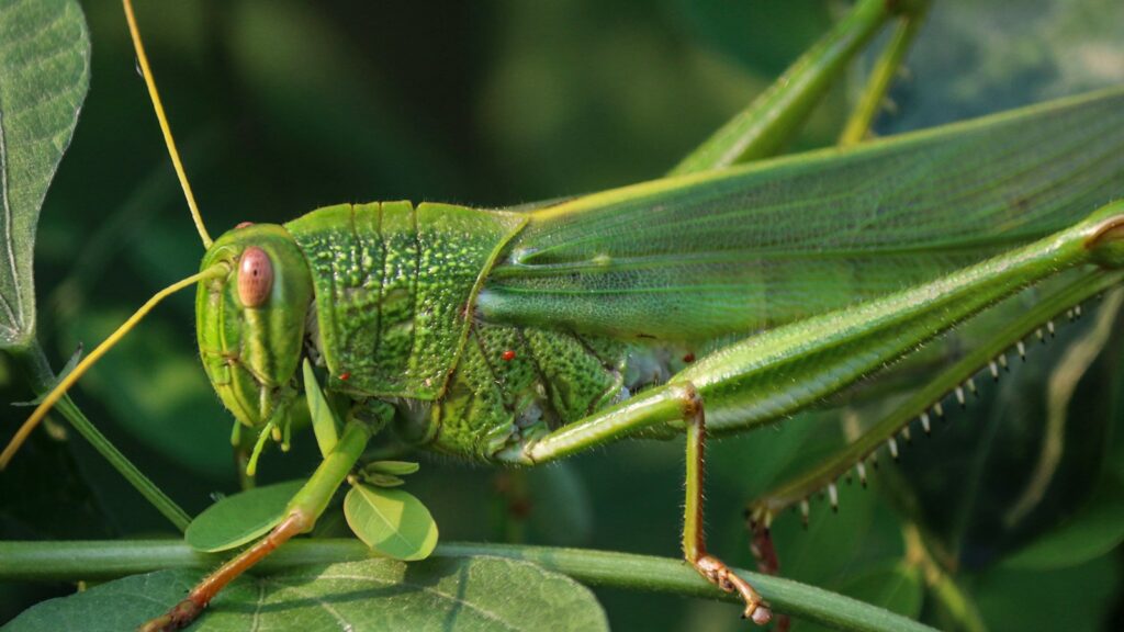Close-Up of a Vibrant Green Grasshopper Feeding