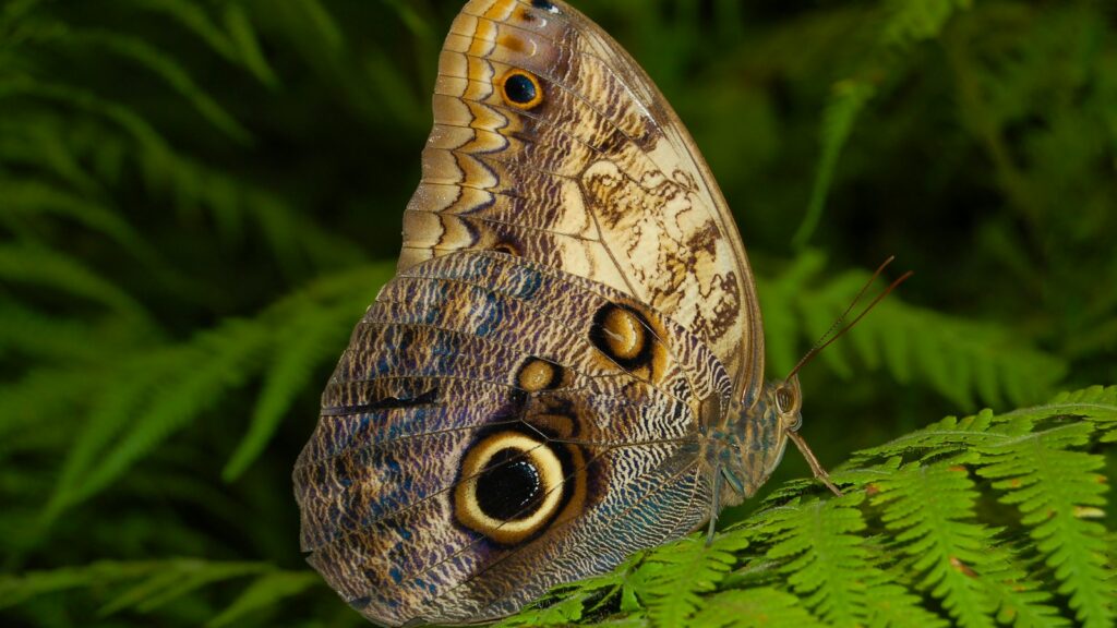 Owl moth with eye-spot wings resting on a green fern leaf