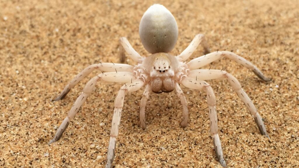 Pale Desert Spider on Sand