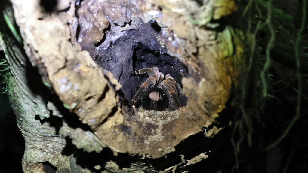 Tarantula lurking inside a hollow tree trunk at night