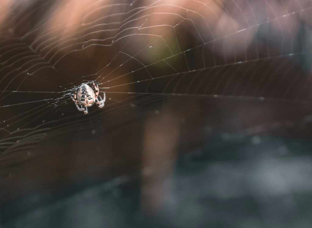 a close up of a spider on a web