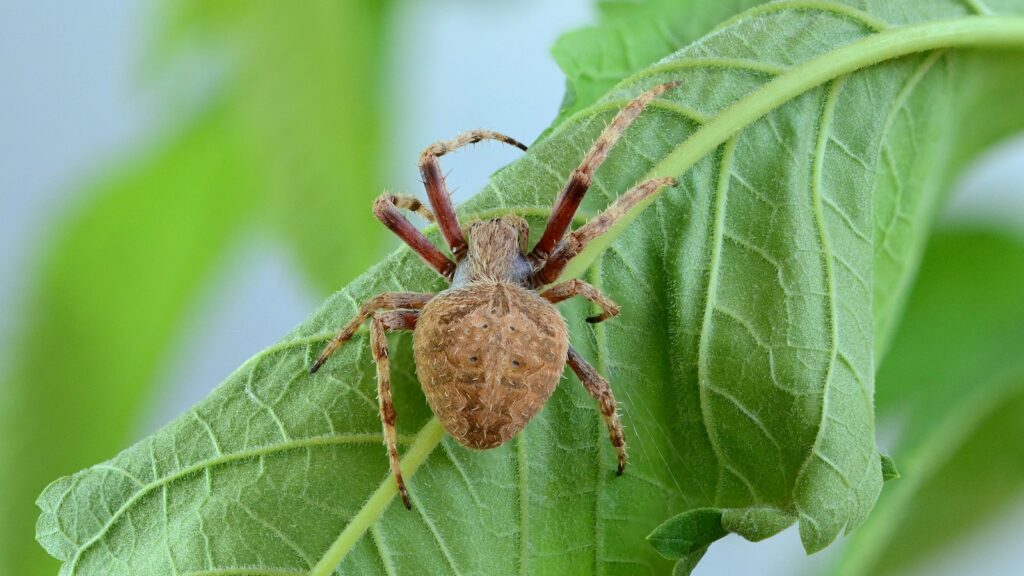 Orb-weaver spider on green leaf