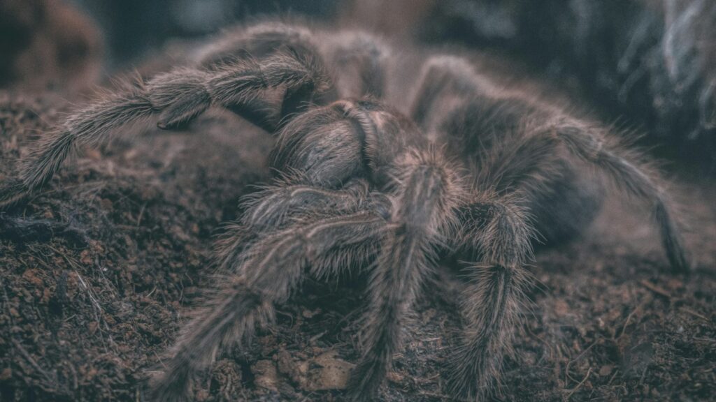 Close-up of a tarantula on forest floor