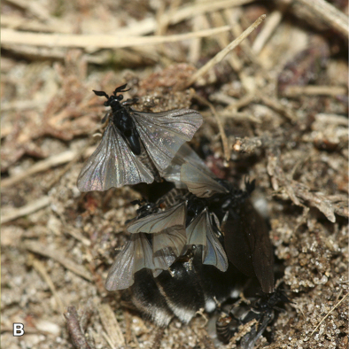A swarm of twisted-wing parasites.