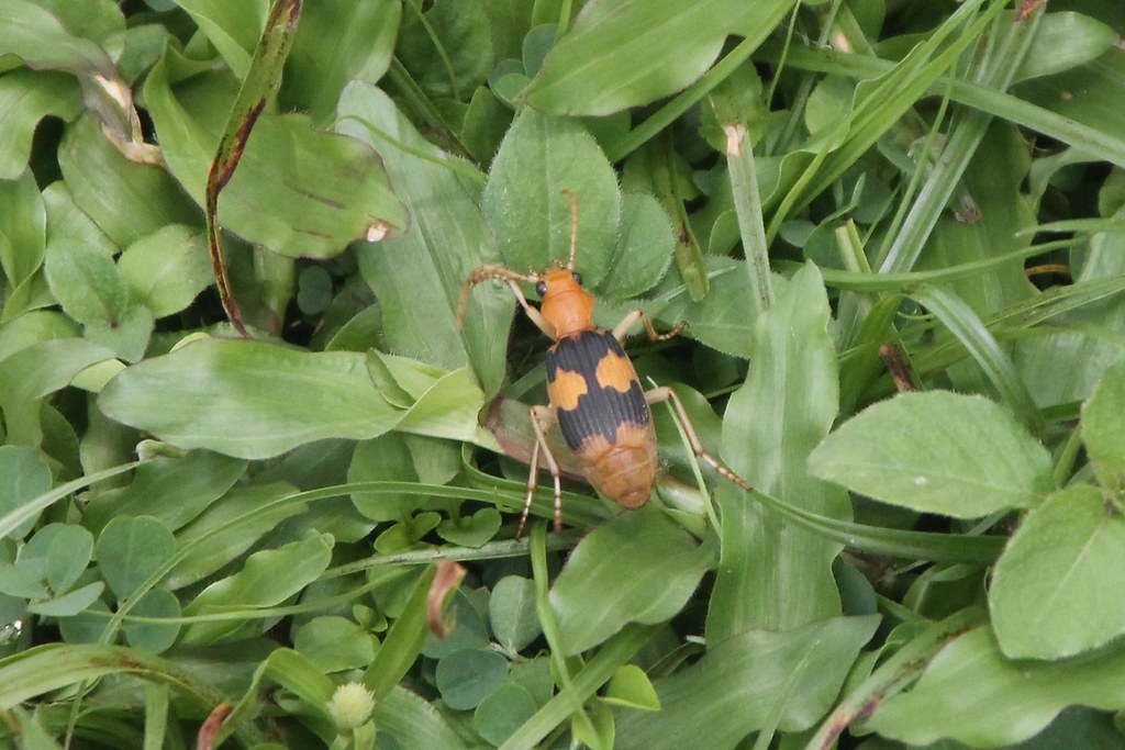 A close-up image of a Pheropsophus aequinoctalis (L.)