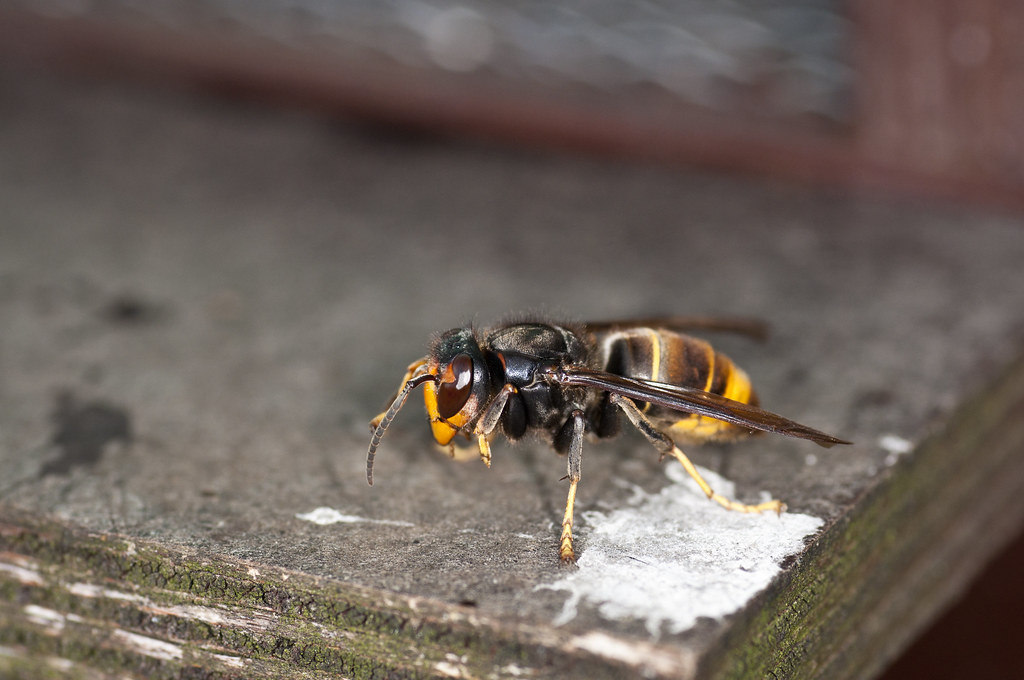 Asian hornet (Vespa velutina)