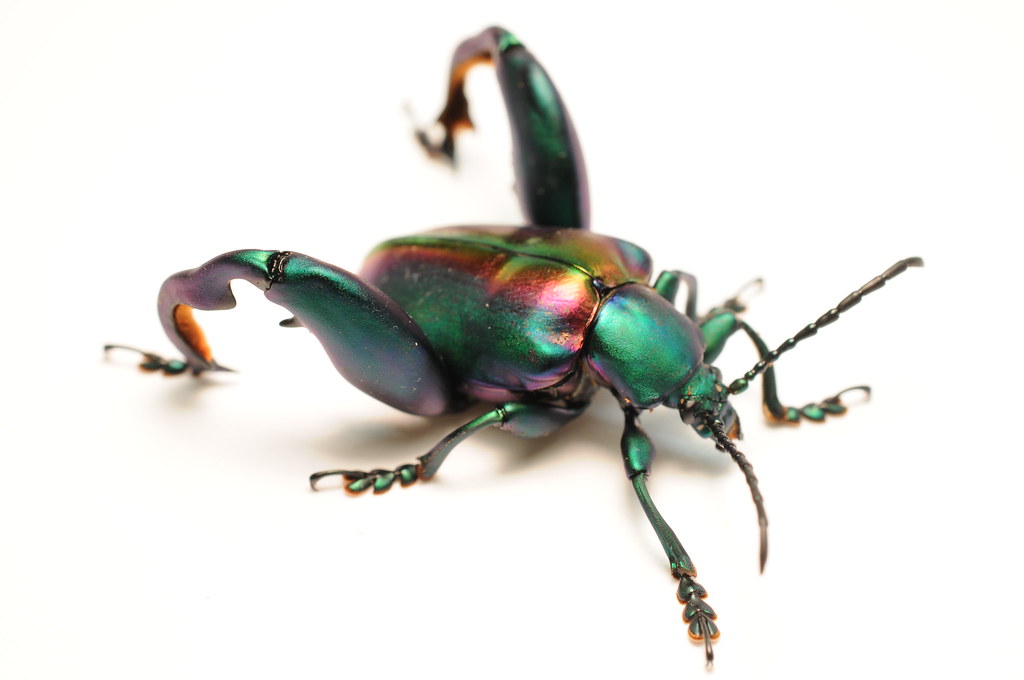Macro shot of Sagra buqueti