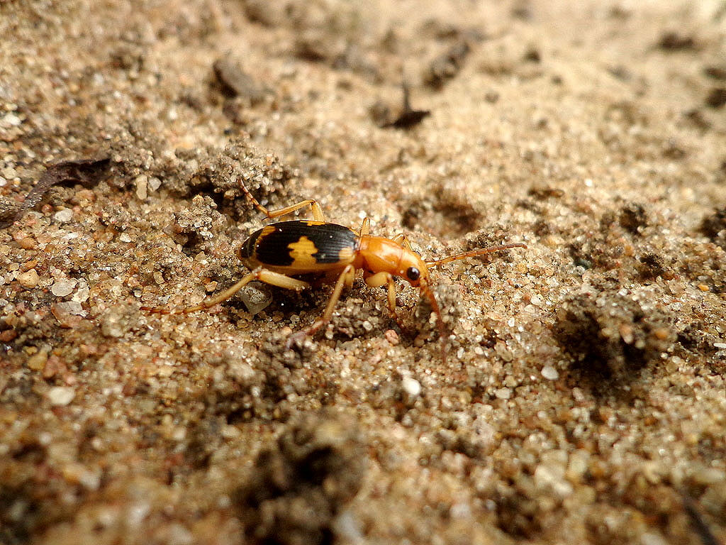 A feeding bombardier beetle