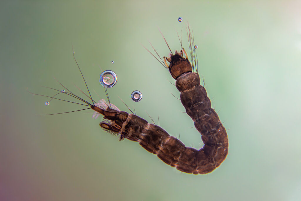 A midge fly larva on a water surface