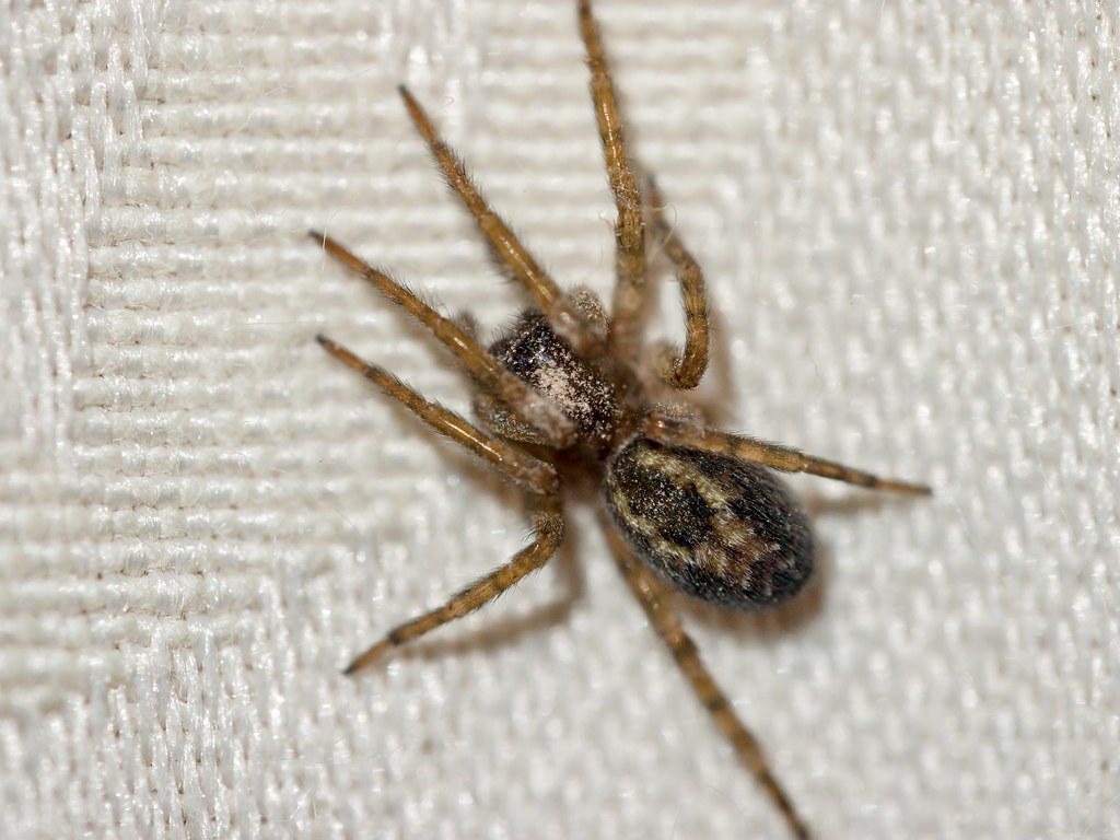 A domestic house spider resting on a white fabric