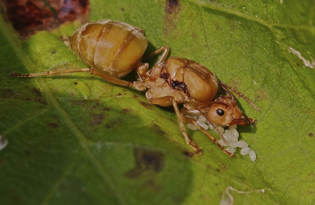 Weaver ant queen laying eggs on a leaf surface