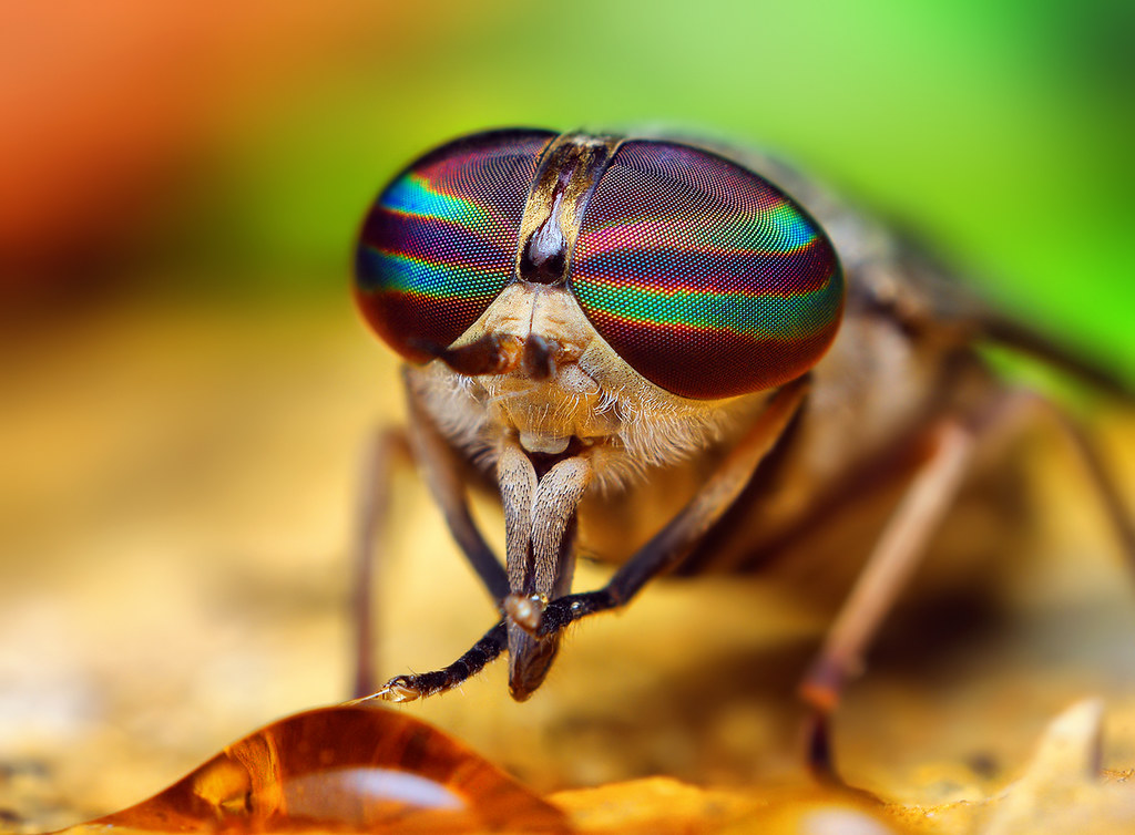 Female Tabanus horsefly compound eyes.