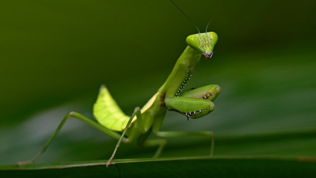 Close-up of a green praying mantis standing on a leaf with front legs raised.