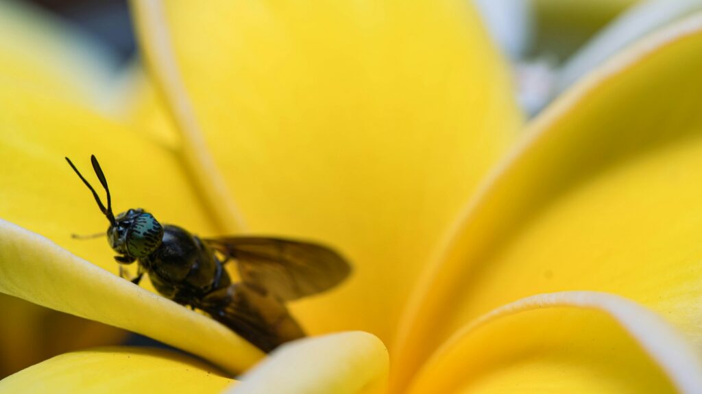 Green fly resting on yellow plumeria petals.